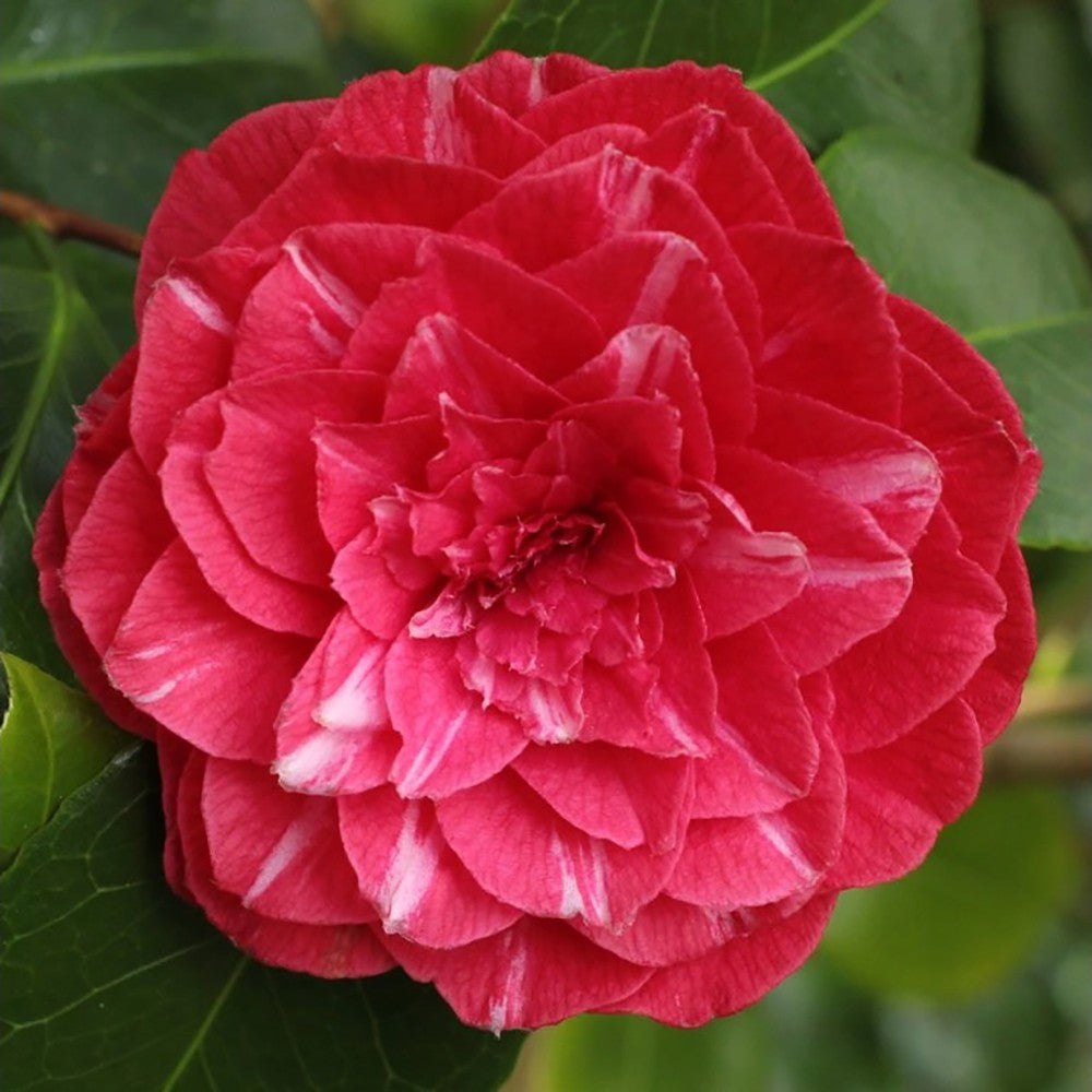 Trandafir Japonez Camellia Principessa Baciocchi, cu flori rosi intens