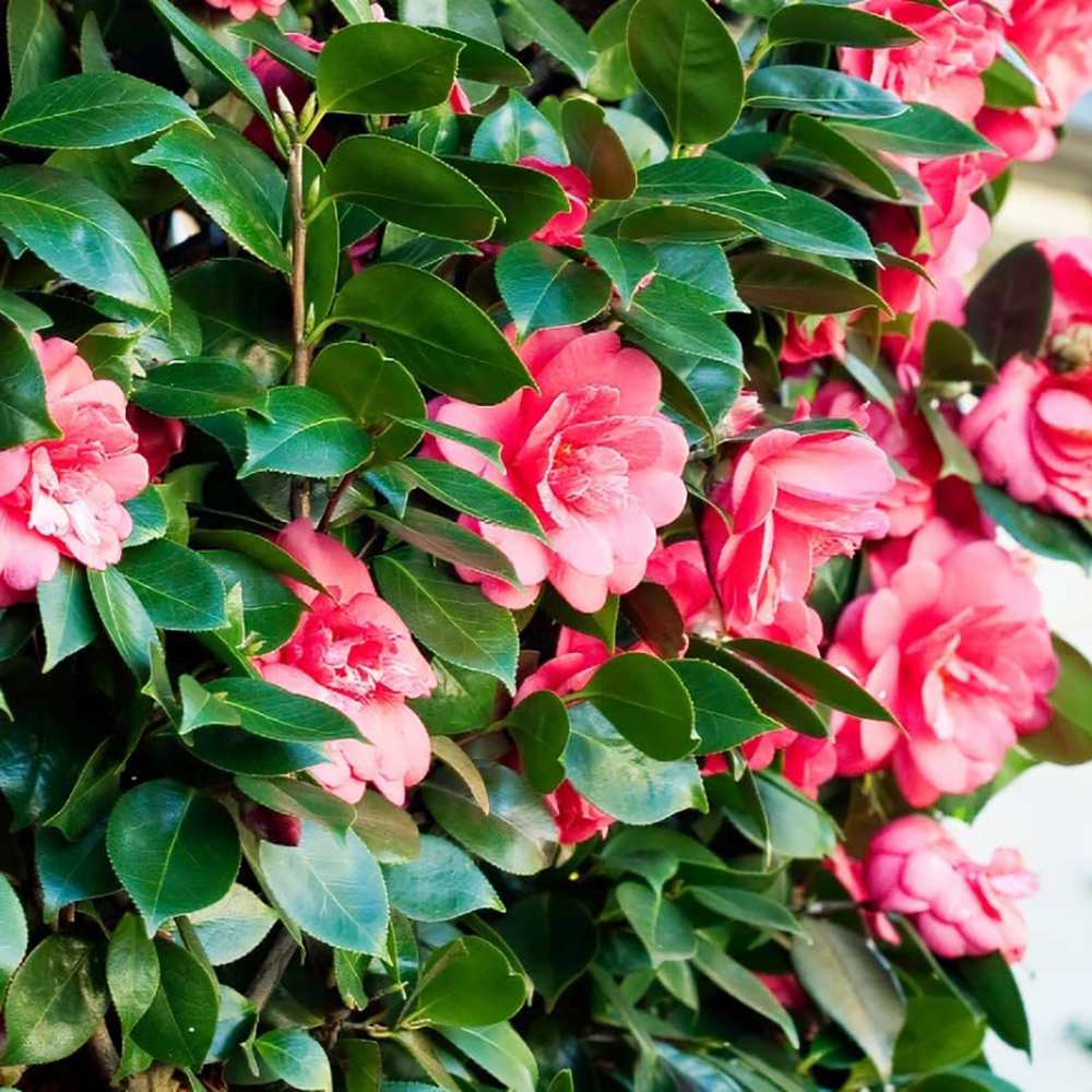 Black Friday - Reduceri Trandafir Japonez Camellia Principessa Baciocchi, cu flori rosi intens Promotie