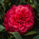 Black Friday - Reduceri Trandafir Japonez Camellia Principessa Baciocchi, cu flori rosi intens Promotie