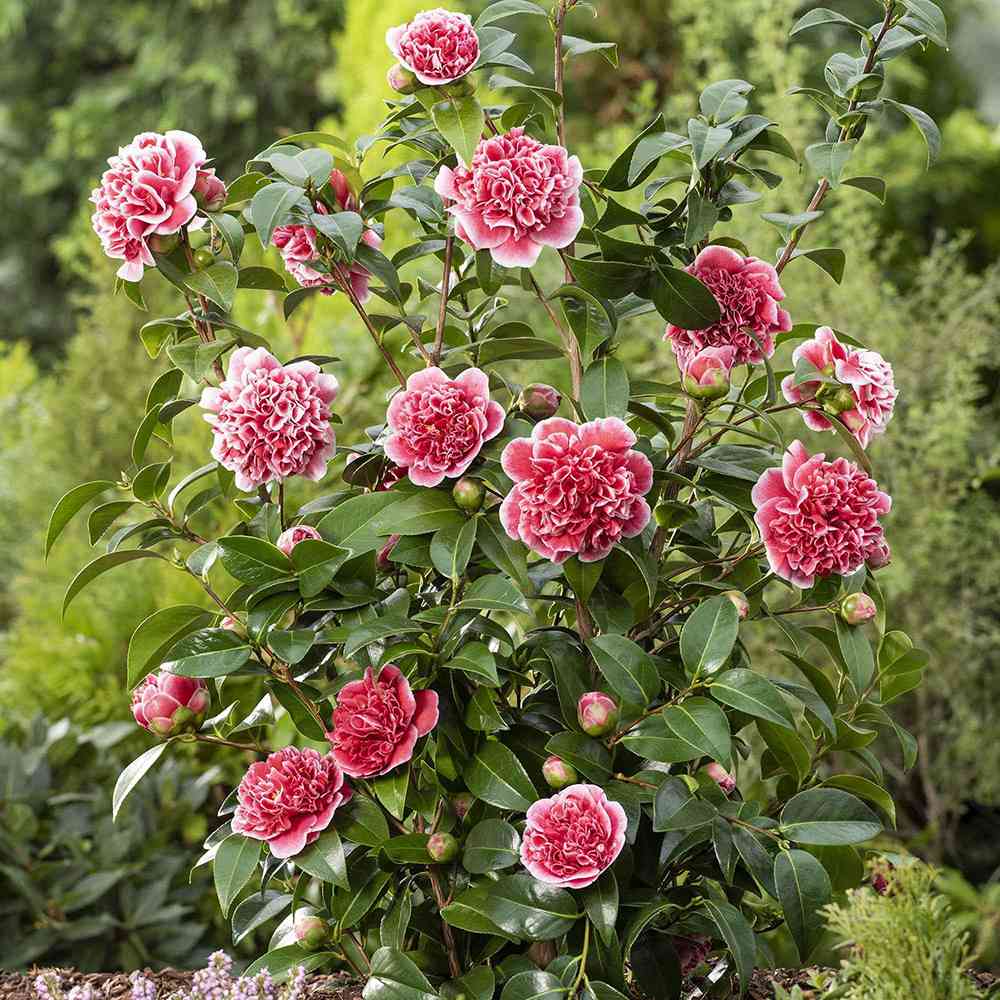 Trandafir Japonez Camellia Principessa Baciocchi, cu flori rosi intens