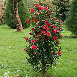 Black Friday - Reduceri Trandafir Japonez Camellia Principessa Baciocchi, cu flori rosi intens Promotie