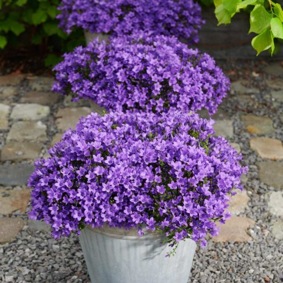 Clopotel purpuriu (Campanula) Intense Purple, planta perena cu flori mov-violet, inflorire lunga rezistenta frig