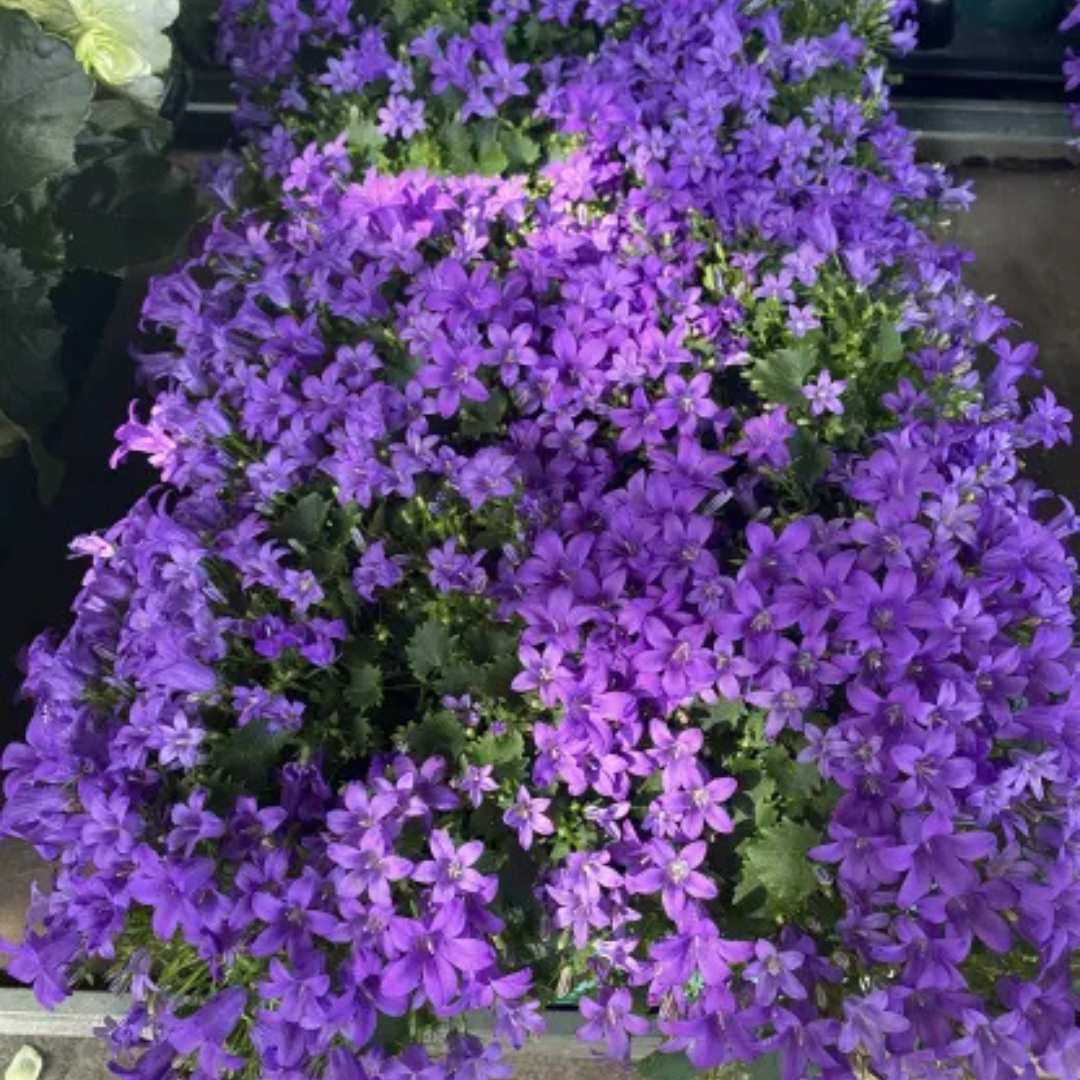 Clopotel purpuriu (Campanula) Intense Purple, planta perena cu flori mov-violet, inflorire lunga rezistenta frig