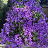 Clopotel purpuriu (Campanula) Intense Purple, planta perena cu flori mov-violet, inflorire lunga rezistenta frig
