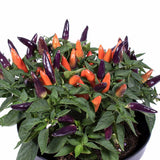 Ardei decorativ Capsicum annuum 'Acapulco', planta ornamentala cu fructe colorate, decor de vara si toamna