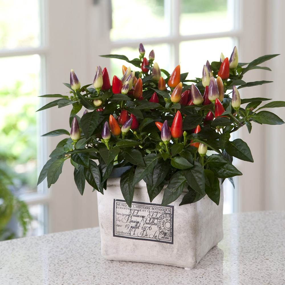 Ardei decorativ Capsicum annuum 'Acapulco', planta ornamentala cu fructe colorate, decor de vara si toamna