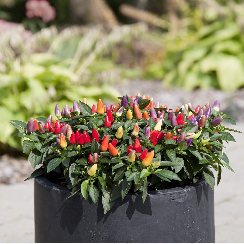 Ardei decorativ Capsicum annuum 'Acapulco', planta ornamentala cu fructe colorate, decor de vara si toamna