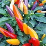 Ardei decorativ Capsicum annuum 'Acapulco', planta ornamentala cu fructe colorate, decor de vara si toamna
