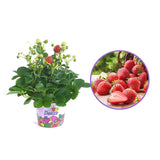 Capsuni curgatori Delizz compacti si remontanti (Fragaria Ananassa), ideali pentru jardiniere si ghivece an 1 pe rod