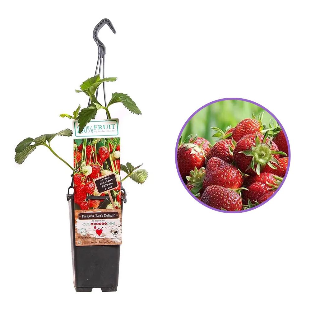 Capsuni Eve's Delight remontanti (Fragaria Ananassa), cu fructe mari si dulci, ideali pentru balcon si terasa, an 2 pe rod