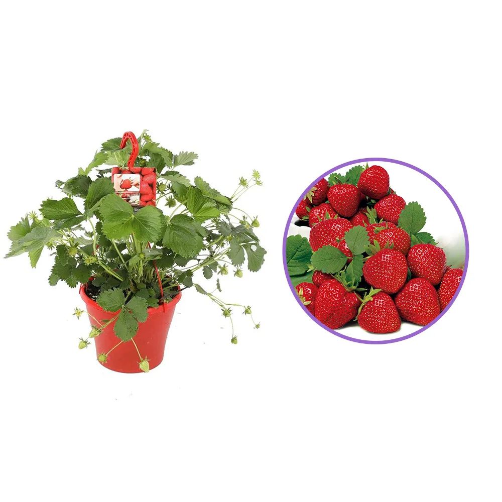 Capsuni Productivi Elsanta (Fragaria Ananassa), cu productie ridicata si fructe ferme, perfecti pentru consum proaspat