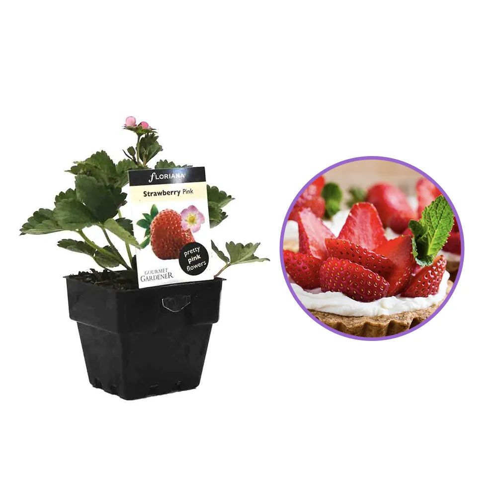 Capsuni curgatori Toscana remontanti (Fragaria Ananassa), cu flori roz si fructe dulci pentru balcon an 1 pe rod
