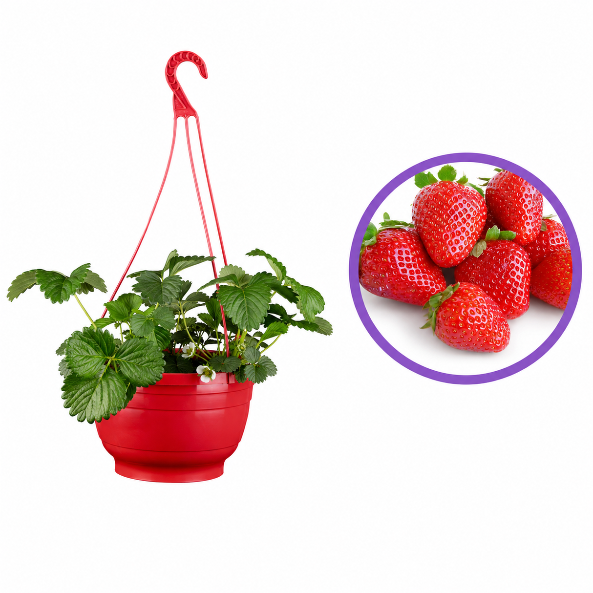 Capsuna Fragaria Ananassa Roman, cu floare roz, gust dulce si si aromate, an 3 pe rod