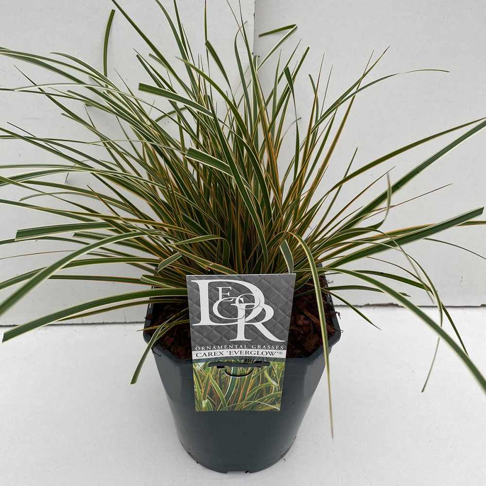 Iarba Ornamentala Carex Rogoz Everglow, cu frunze portocaliu-verde, decorativa pentru borduri si ghivece,semi vesnic verde