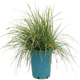 Black Friday - Reduceri Iarba Ornamentala Carex Rogoz Everest Promotie