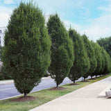 Carpen Piramidal (Carpinus Betulus Fastigiata), copac decorativ ingust, rezistent la frig, crestere moderata