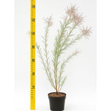 Catina Roz (Tamarix Ramosissima) Pink Cascade, arbust decorativ roz rezistent la seceta si frig