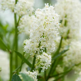Liliac albastru californian (Ceanothus) Millerton Point, arbust vesnic verde, flori albastre, crestere rapida