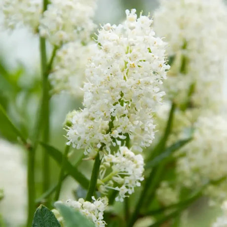 Liliac albastru californian (Ceanothus) Millerton Point, arbust vesnic verde, flori albastre, crestere rapida