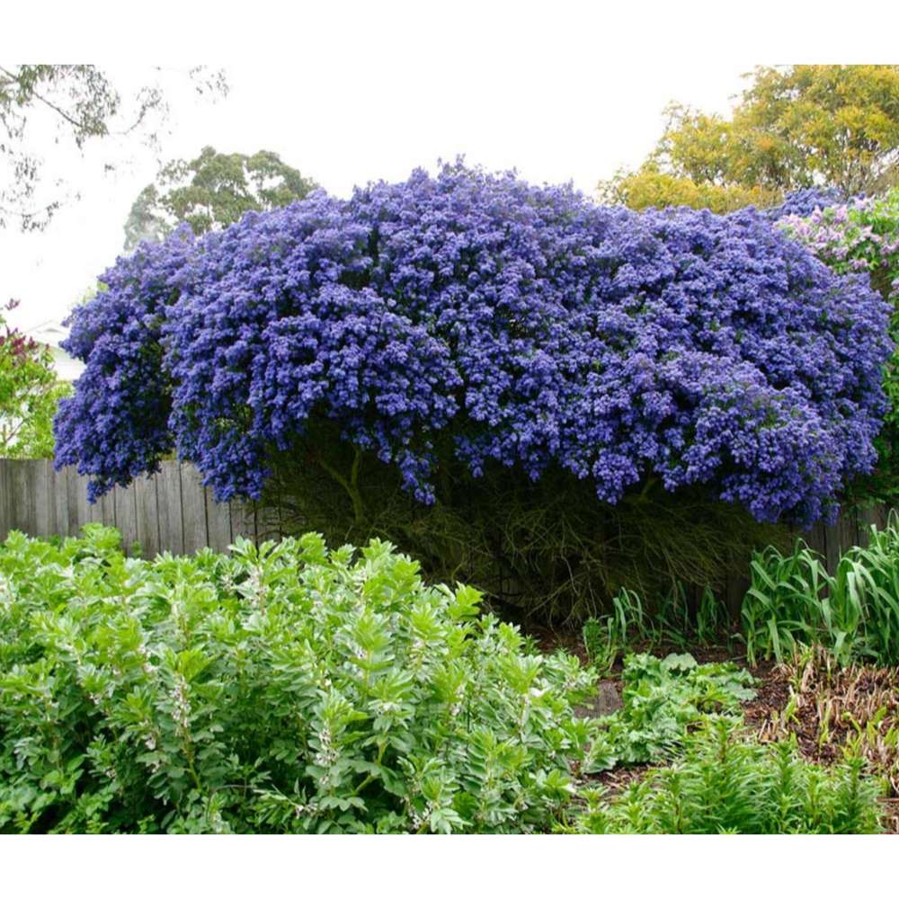 Liliac albastru californian (Ceanothus) Concha, arbust vesnic verde, flori albastre parfumate, rezistenta la frig, crestere rapida, gard viu sau planta solitara