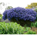 Liliac albastru californian (Ceanothus) Concha, arbust vesnic verde, flori albastre parfumate, rezistenta la frig, crestere rapida, gard viu sau planta solitara