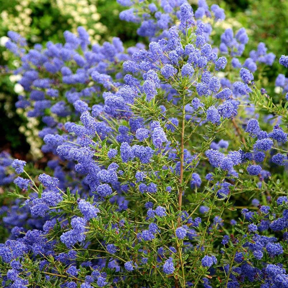 Liliac albastru californian (Ceanothus) Concha, arbust vesnic verde, flori albastre parfumate, rezistenta la frig, crestere rapida, gard viu sau planta solitara