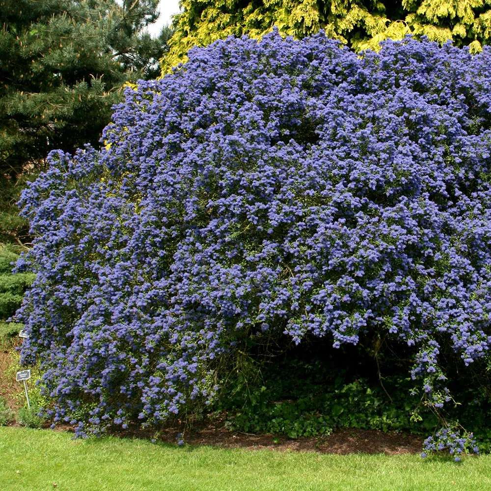 Liliac albastru californian (Ceanothus) Concha, arbust vesnic verde, flori albastre parfumate, rezistenta la frig, crestere rapida, gard viu sau planta solitara