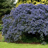 Liliac albastru californian (Ceanothus) Concha, arbust vesnic verde, flori albastre parfumate, rezistenta la frig, crestere rapida, gard viu sau planta solitara