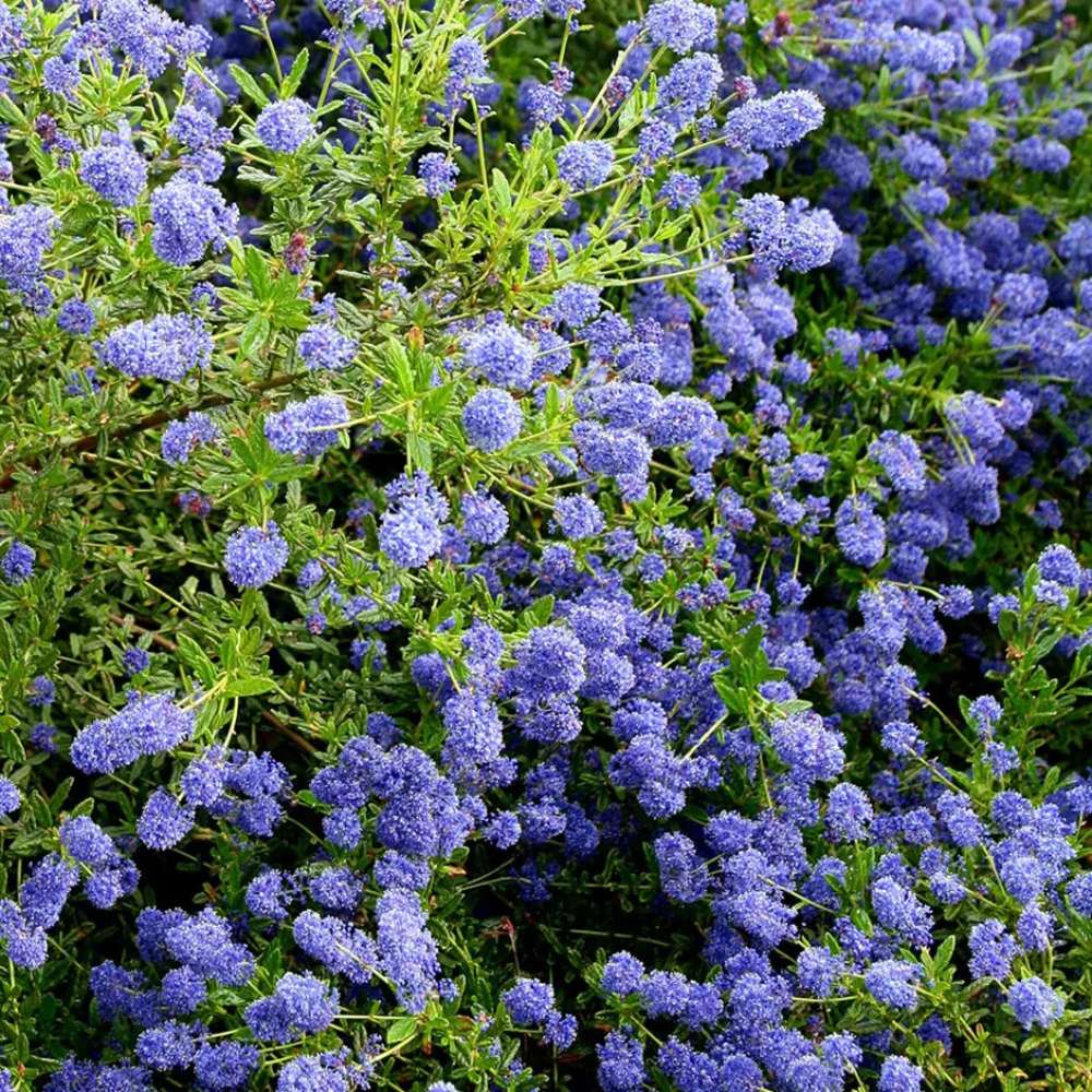 Liliac albastru californian (Ceanothus) Concha, arbust vesnic verde, flori albastre parfumate, rezistenta la frig, crestere rapida, gard viu sau planta solitara