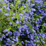 Liliac albastru californian (Ceanothus) Concha, arbust vesnic verde, flori albastre parfumate, rezistenta la frig, crestere rapida, gard viu sau planta solitara