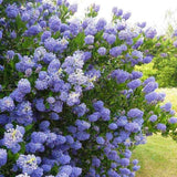 Liliac albastru californian vesnic verde (Ceanothus Thyrsiflorus Repens)