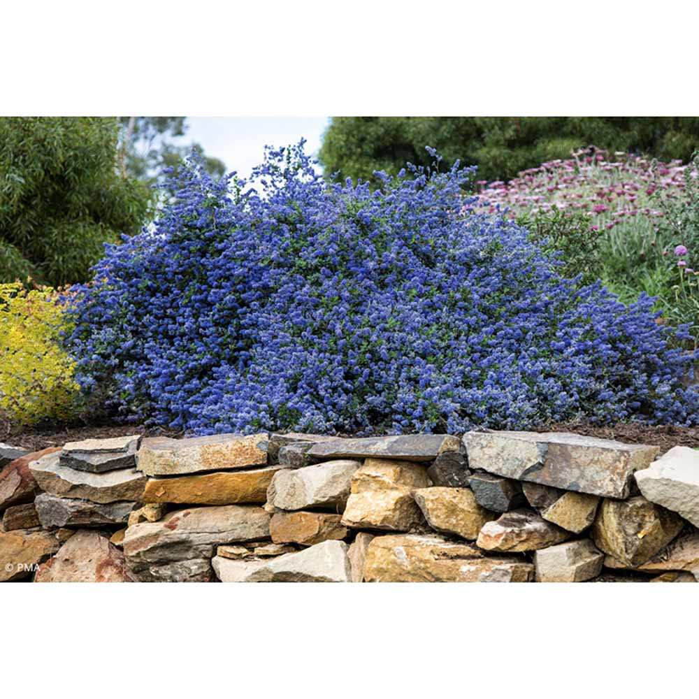 Liliac albastru californian vesnic verde (Ceanothus Thyrsiflorus Repens)