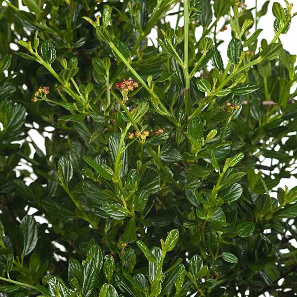 Liliac Californian Tip Copac Victoria (Ceanothus), cu flori albastre, vesnic verde