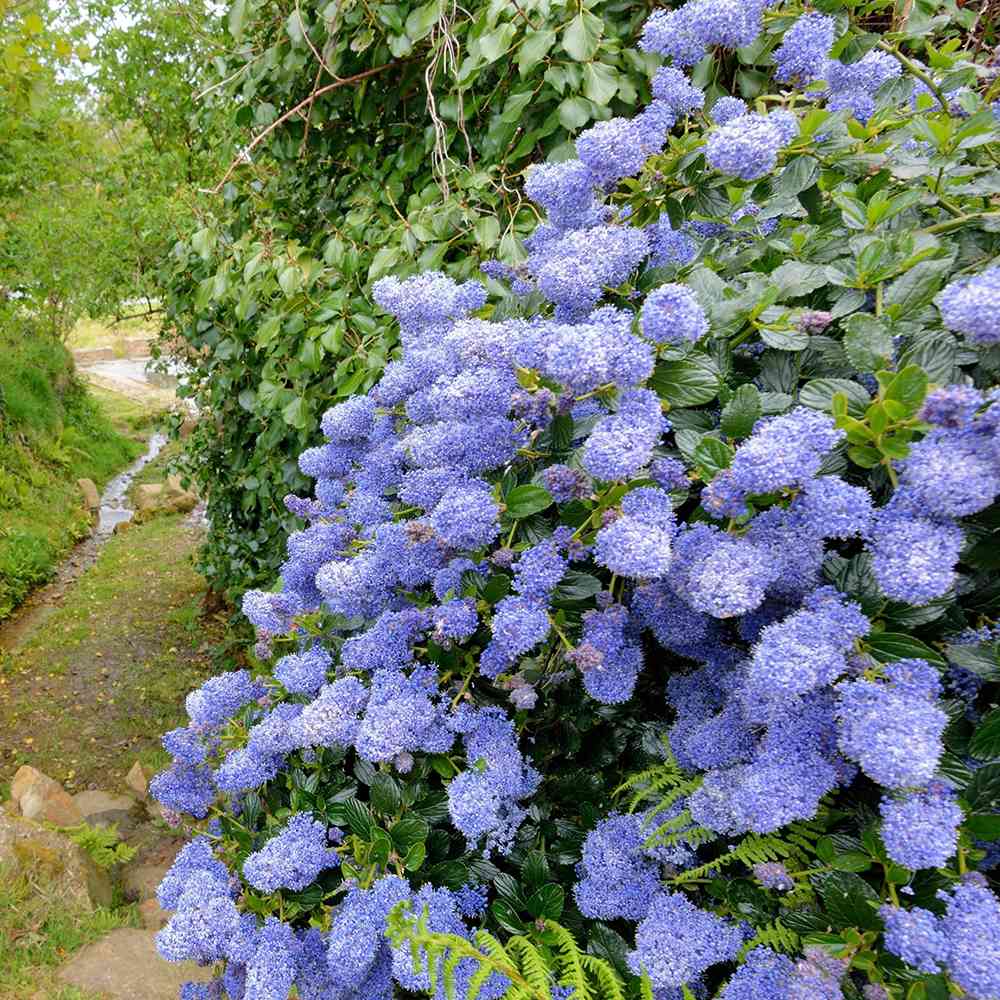 Liliac albastru californian vesnic verde (Ceanothus Thyrsiflorus Repens)