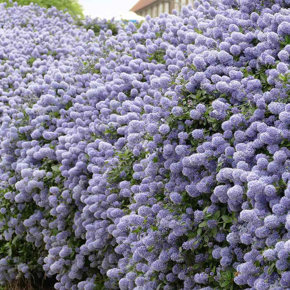 Liliac albastru californian vesnic verde (Ceanothus Thyrsiflorus Repens)