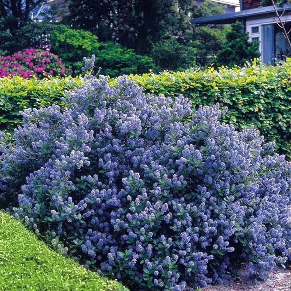 Liliac albastru californian Santa Barbara Victoria (Ceanothus Impressus), cu flori albastre, vesnic verde