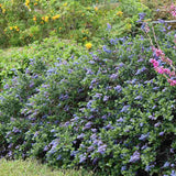 Liliac albastru californian Yankee Point (Ceanothus Impressus), arbust decorativ cu flori albastre pentru gradina, gard viu sau planta solitara