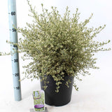 Liliac Californian Ceanothus Cool Blue, arbust ornamental vesnic verde cu flori albastre, frunze variegate verde cu margini alb, rezistent la frig