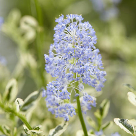 Liliac Californian Ceanothus Cool Blue, arbust ornamental vesnic verde cu flori albastre, frunze variegate verde cu margini alb, rezistent la frig