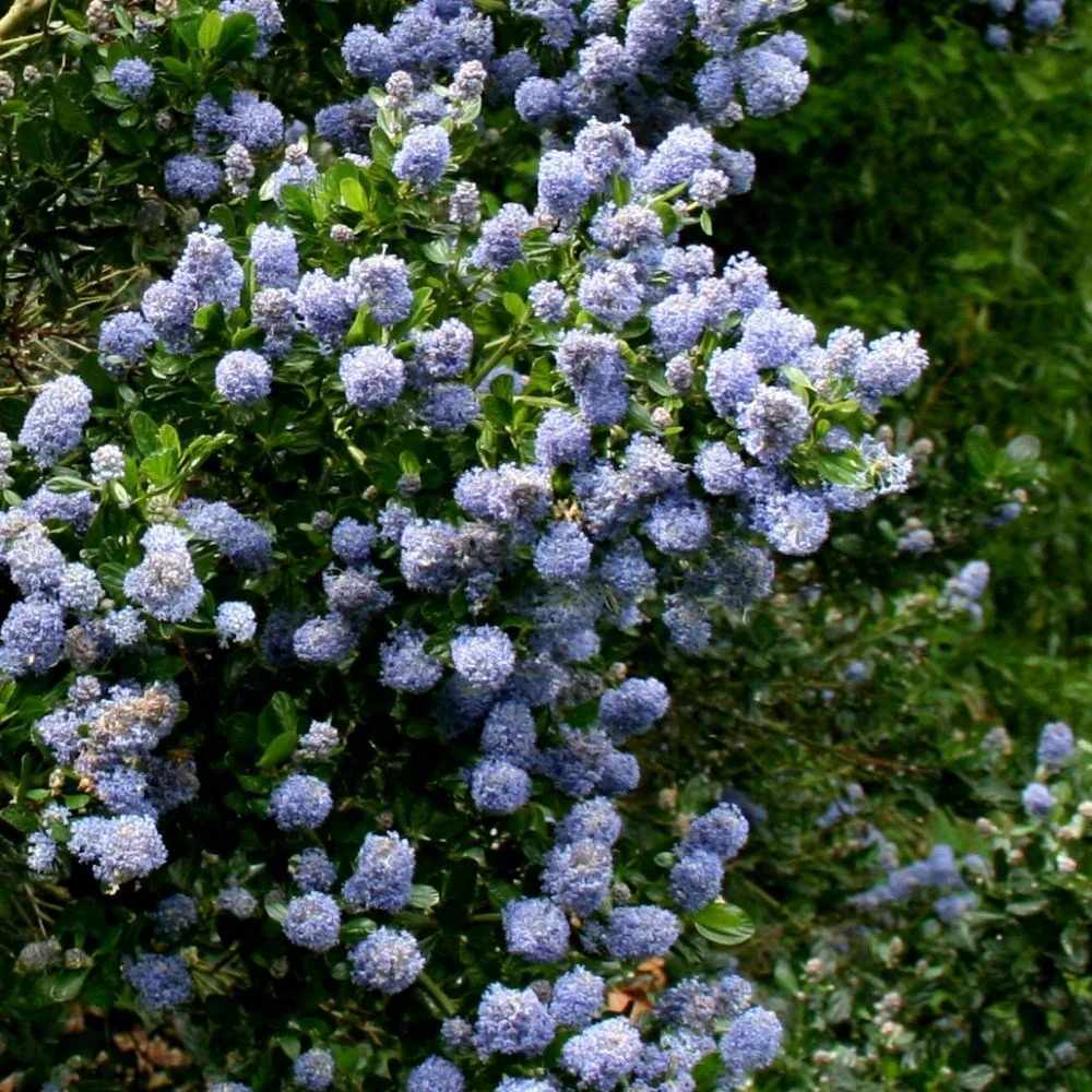 Liliac albastru californian (Ceanothus) Skylark, planta cataratoare vesnic verde, flori albastre parfumate, rezistenta la frig, crestere rapida, gard viu sau planta solitara