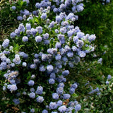 Liliac albastru californian (Ceanothus) Skylark, planta cataratoare vesnic verde, flori albastre parfumate, rezistenta la frig, crestere rapida, gard viu sau planta solitara