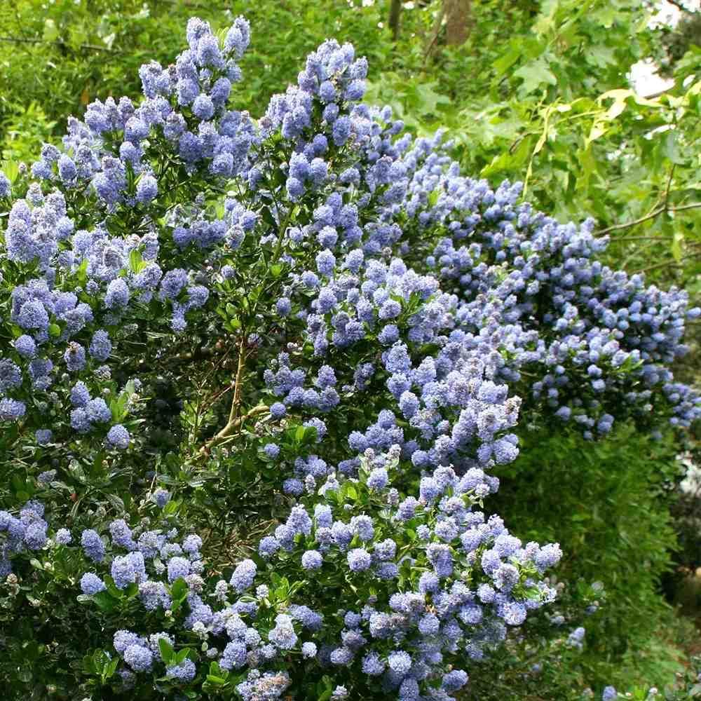 Liliac albastru californian (Ceanothus) Skylark, planta cataratoare vesnic verde, flori albastre parfumate, rezistenta la frig, crestere rapida, gard viu sau planta solitara