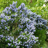 Liliac albastru californian (Ceanothus) Skylark, planta cataratoare vesnic verde, flori albastre parfumate, rezistenta la frig, crestere rapida, gard viu sau planta solitara