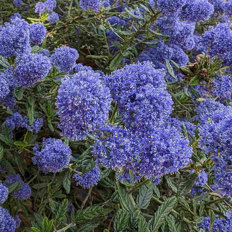 Liliac albastru californian (Ceanothus) Skylark, planta cataratoare vesnic verde, flori albastre parfumate, rezistenta la frig, crestere rapida, gard viu sau planta solitara