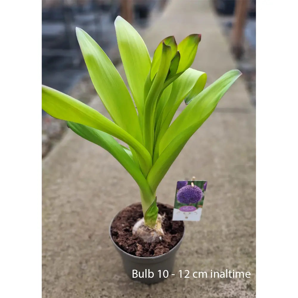 Ceapa Ornamentala (Allium) Globemaster, cu flori mov sferice, bulbi de 10-15cm in ghiveci