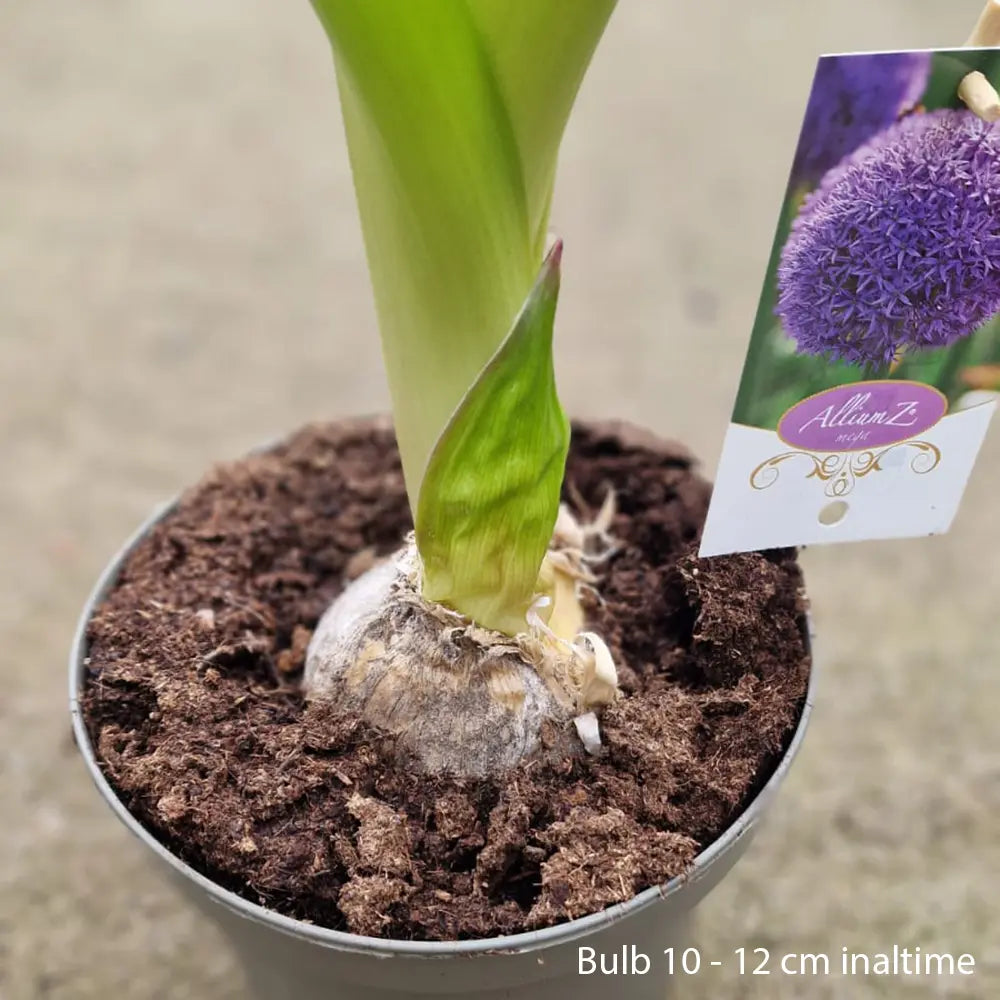 Ceapa Ornamentala (Allium) Globemaster, cu flori mov sferice, bulbi de 10-15cm in ghiveci