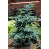 Cedru atlantic pitic Horstmann Silberspitz (Cedrus Atlantica), conifer pitic si compact, vesnic verde, ace argintii cu varfuri albe,de colectie, soi exclusiv
