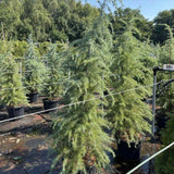 Cedru de Himalaya Albastru (Cedrus Deodara), conifer ornamental cu ace verde-albastrui moi si arcuite, vesnic verde, crestere rapida