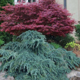 Cedru Pitic de Himalaya Feelin' Blue (Cedrus Deodara), conifer pitic cu ace albastre-verzui, vesnic verde, dens si elegant