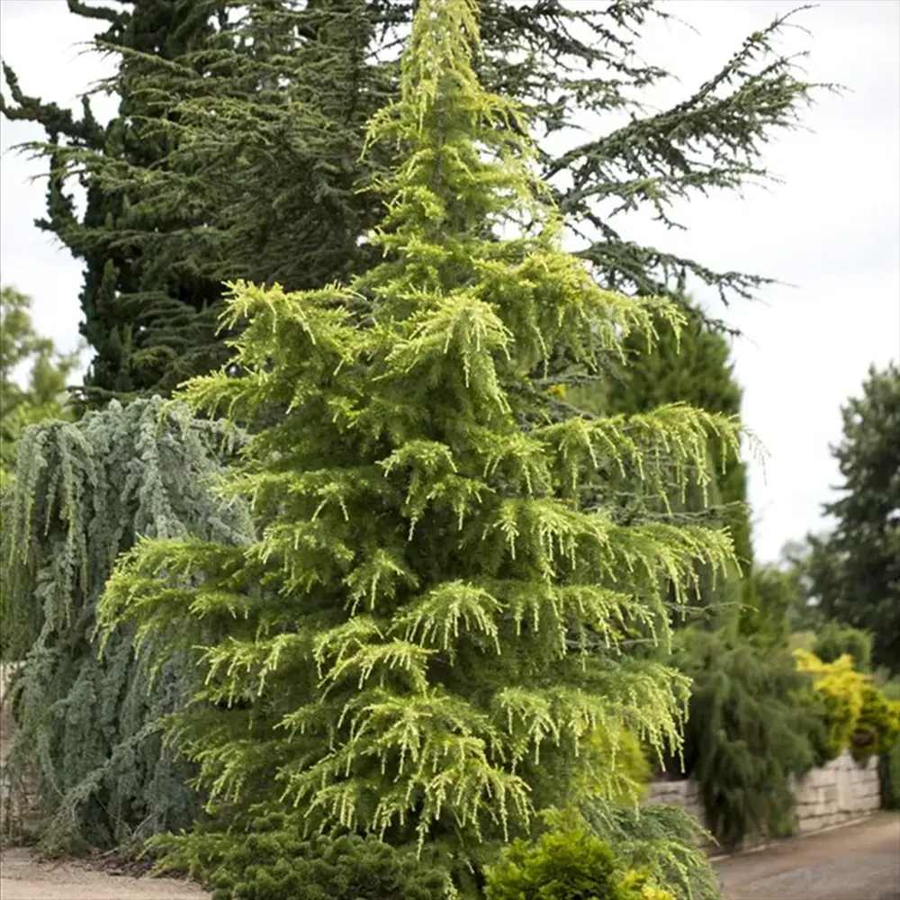 Cedru de Himalaya (Cedrus Deodara), cu aspect verde-argintiu si conuri decorative